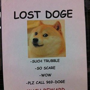 Shibe ca1bd3 4825797