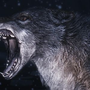 werewolf roaring wallpaper 5342b97985c0e