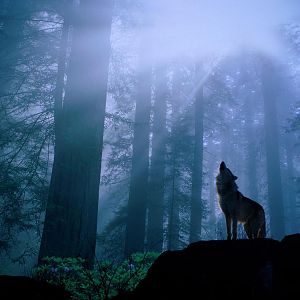 Howling Wolf