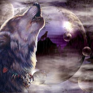 cool wolf backgrounds 11071 hd wallpapers
