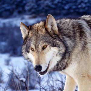 gray wolf in snow 1600 1200 1027