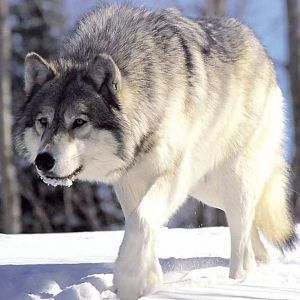 Amazing Wolf Wallpapers 17