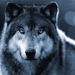 female wolf