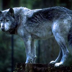 Wolfev   White Fang