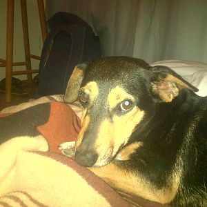 My dog(Mobile pic)