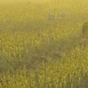 The Wheat Terraces