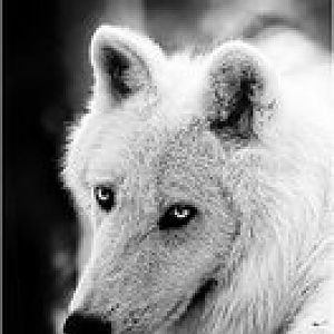 Ghost Wolf   by WhiteSpiritWolf