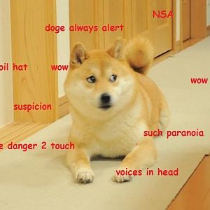conspiracy shiba