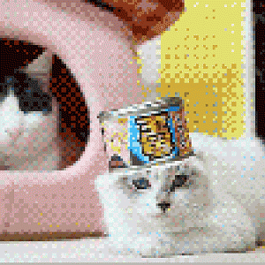 cats 1