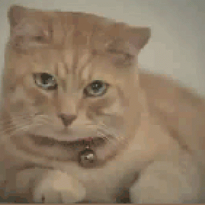 cats 2