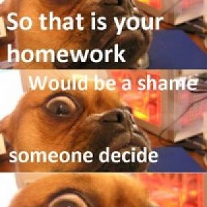 dog 1