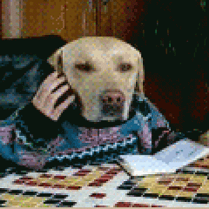 dog 2