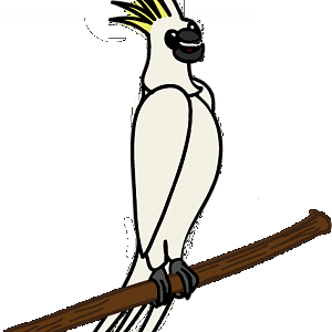 Cockatoo
