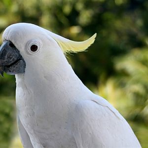 Eleanora Cockatoo or MediumSu 2