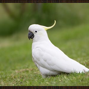 Cacatua Wooda