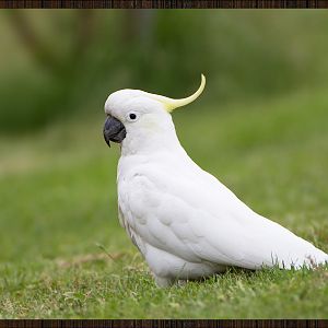 Cacatua Wooda