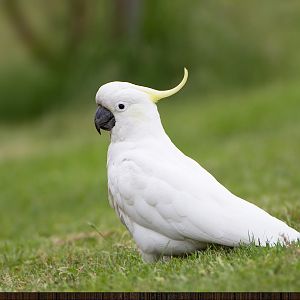 Cacatua Wooda