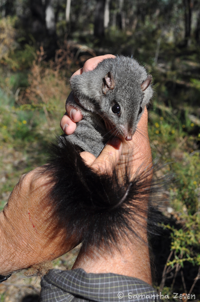 brush_tailed_phascogale_by_the_monstrum-d636hui.jpg