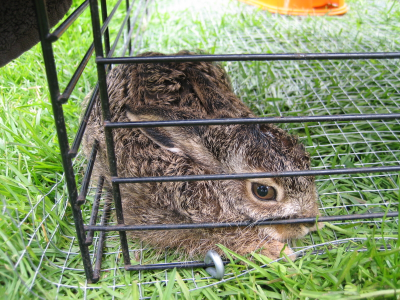 2 -  Baby hare!