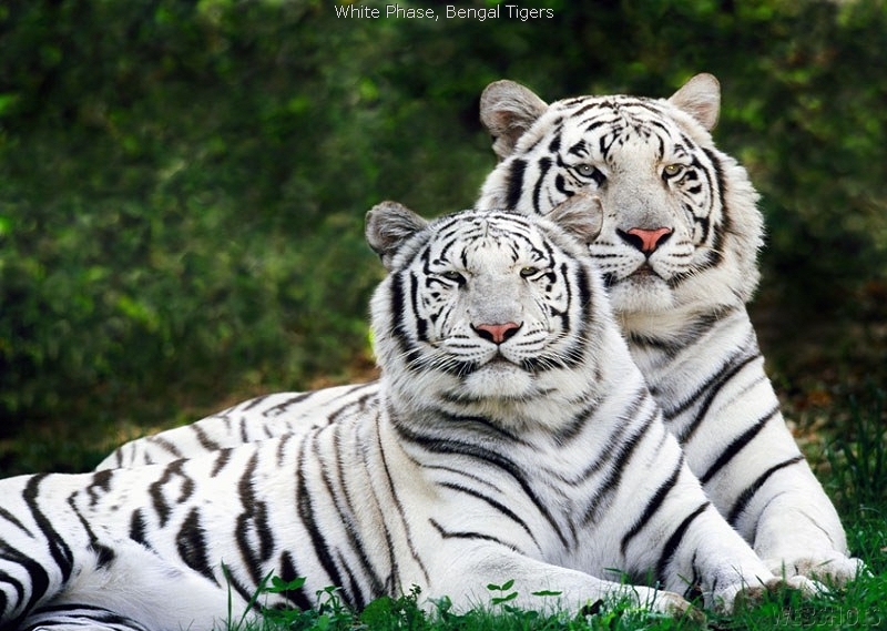 2 white tigers
