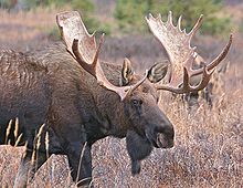 220px Bigbullmoose