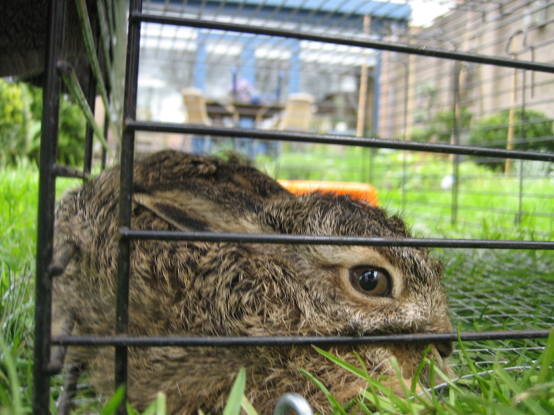 3 - Baby hare!