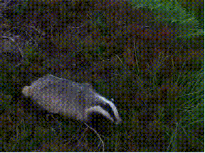 75032.gif