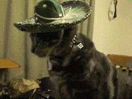86275.gif