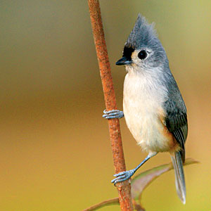 A bird!