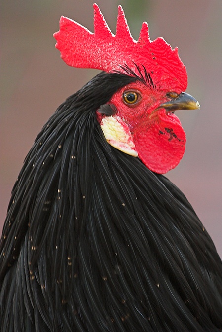 A black, bleeding cock. For sick fucks.