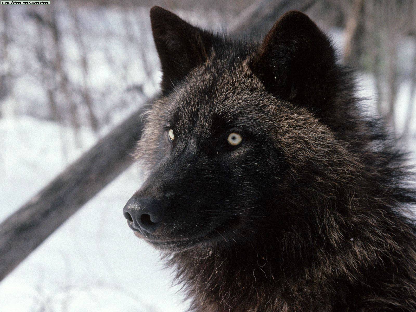 A Black Wolf...