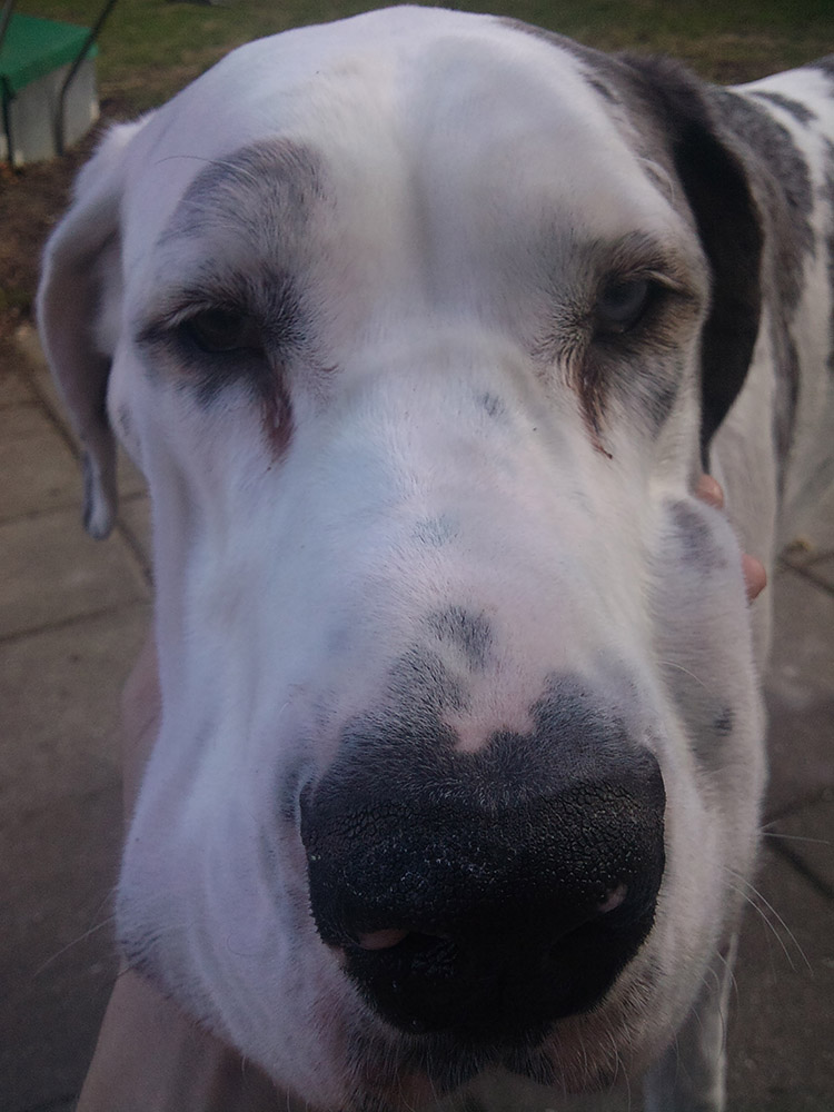 A closeup of my big dog.