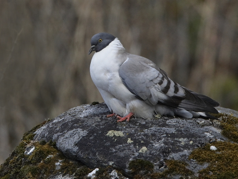 A cool looking Pigeon :D