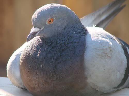 A cool Pigeon D:
