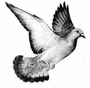 A Pigeon art!