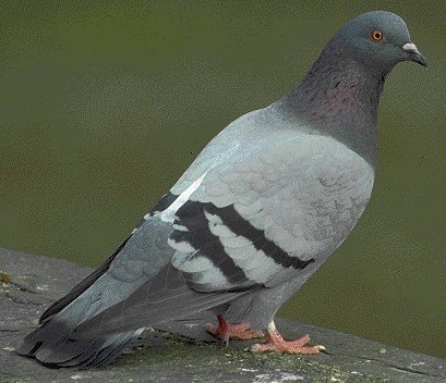 A Pigeon!