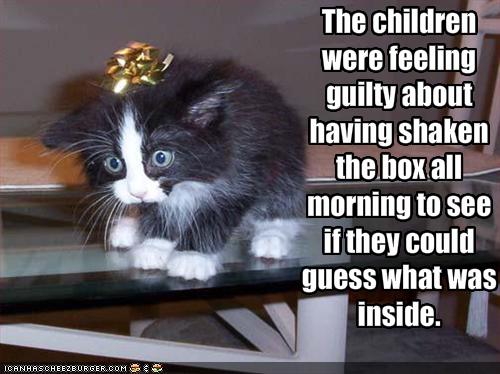 A shaken cat is an unhappy cat