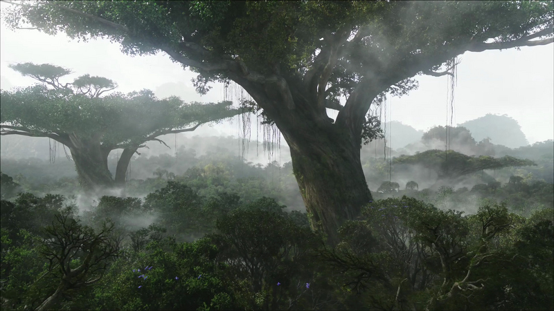 A view taken over the jungle, where you can see the giant trees.