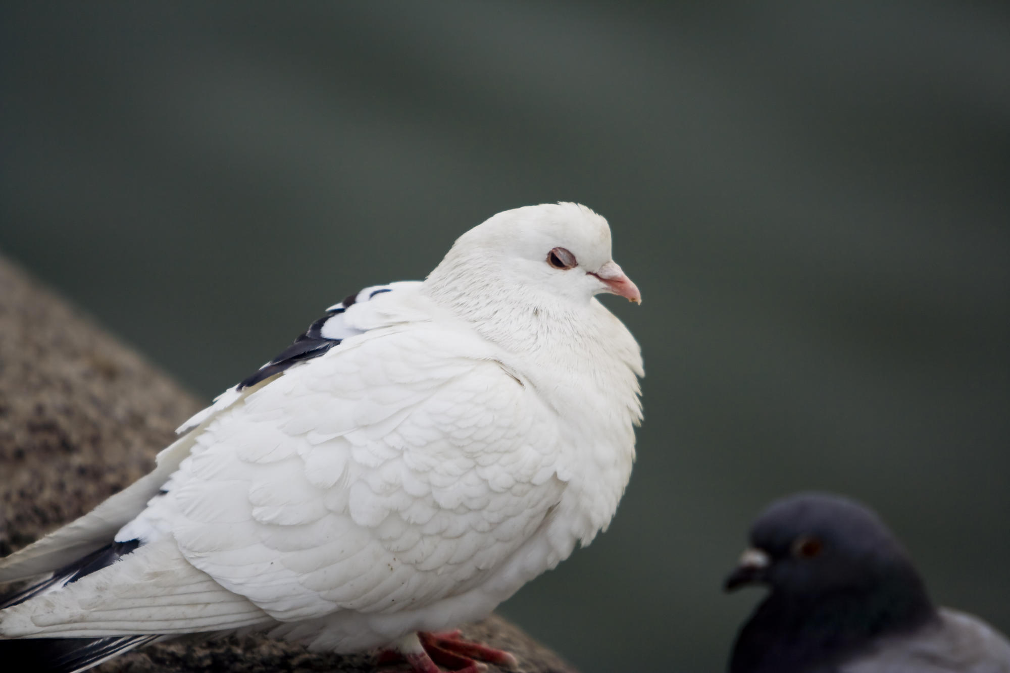 A White Pigeon!