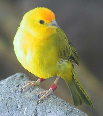 A yellow bird!