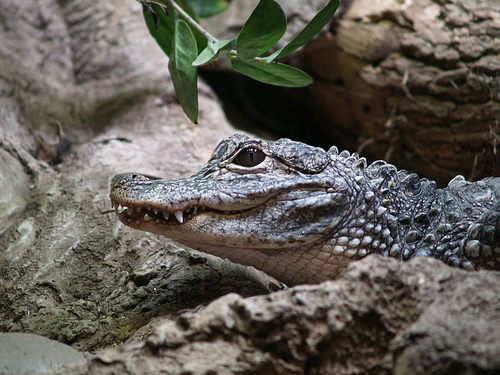 Aligator