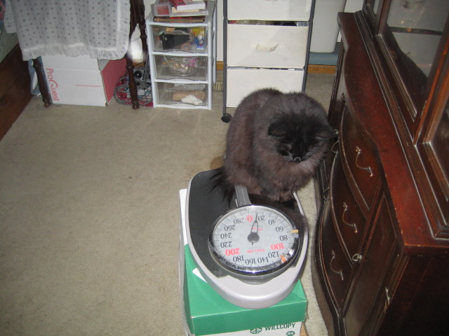 Am i fat?