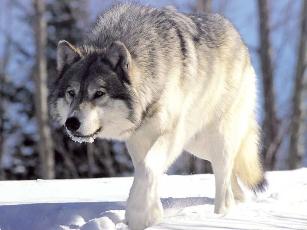 Amazing Wolf Wallpapers 17