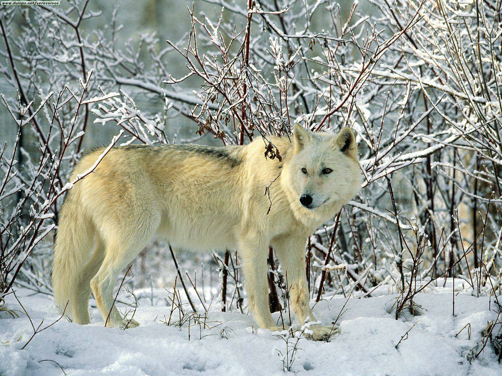 ...And a White Wolf