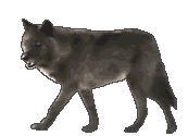 animated gifs wolves 29