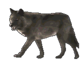 animated gifs wolves 29