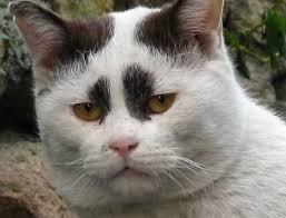 annoyed cat