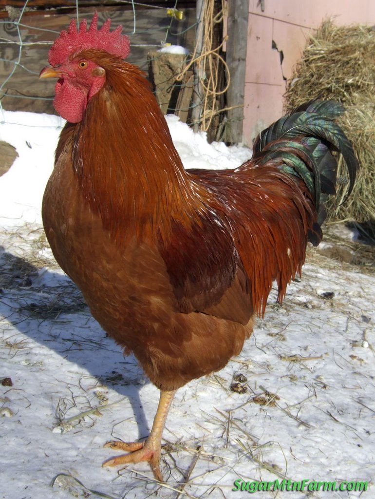 Another reddish brown cock.