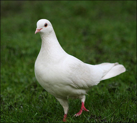 Another white Pigeon!