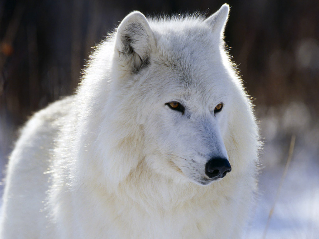 Another White Wolf